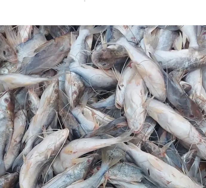 Sena Madureira recebe mil quilos de mandim