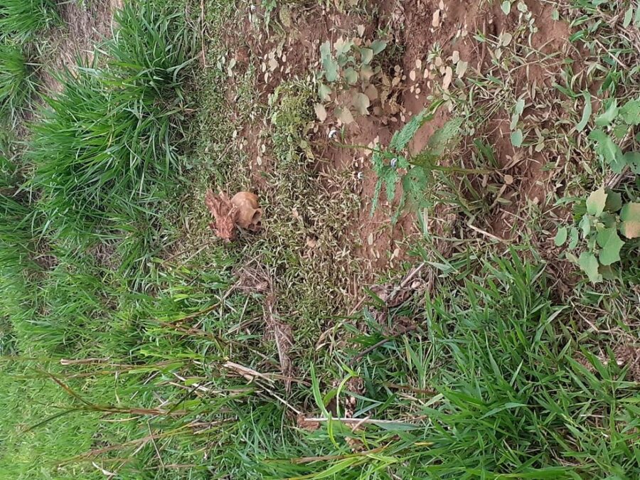 Crânio é achado em propriedade na zona rural de município no interior do Acre e polícia investiga