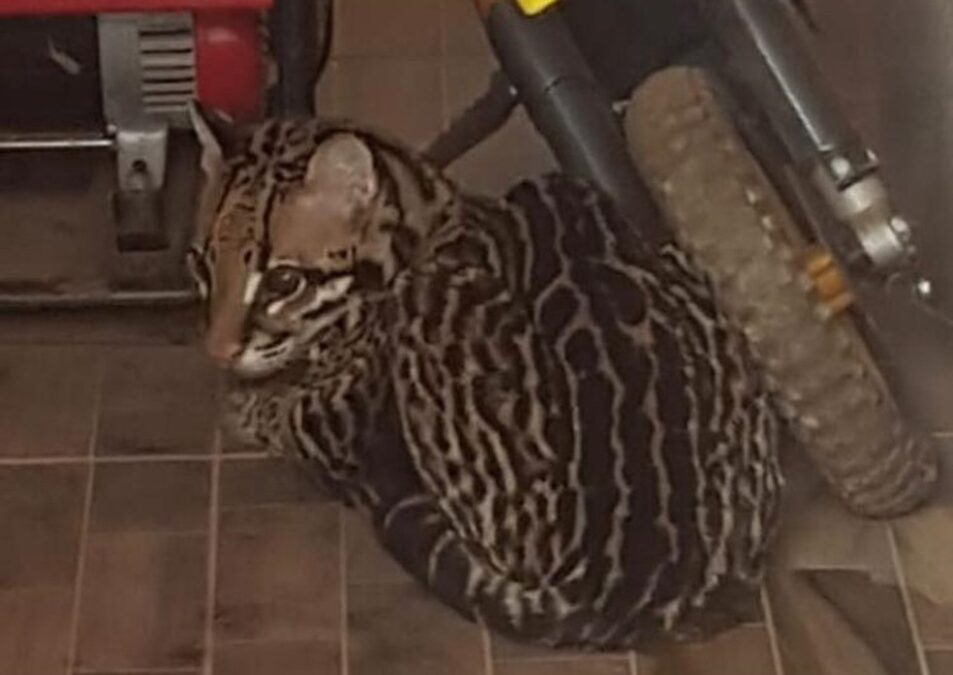 Filhote de gato-do-mato é resgatado na varanda de casa em Sena Madureira