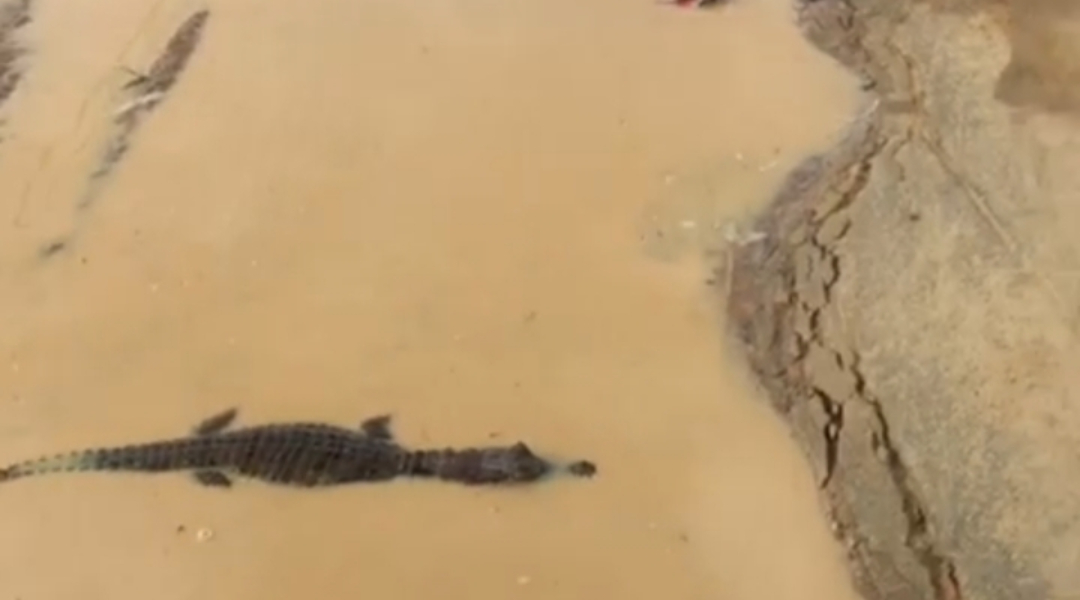 Morador de Cruzeiro do Sul flagra jacaré aproveitando água em buraco na rua no Miritizal
