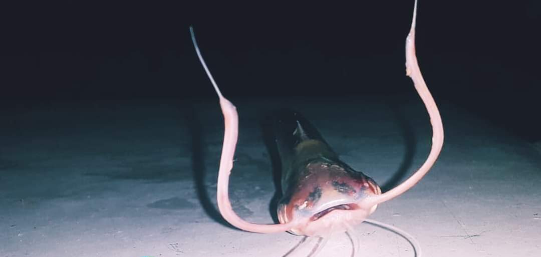 Moradora das margens do Rio Purus captura peixe de chifre “ESTRANHO” e intriga ribeirinhos
