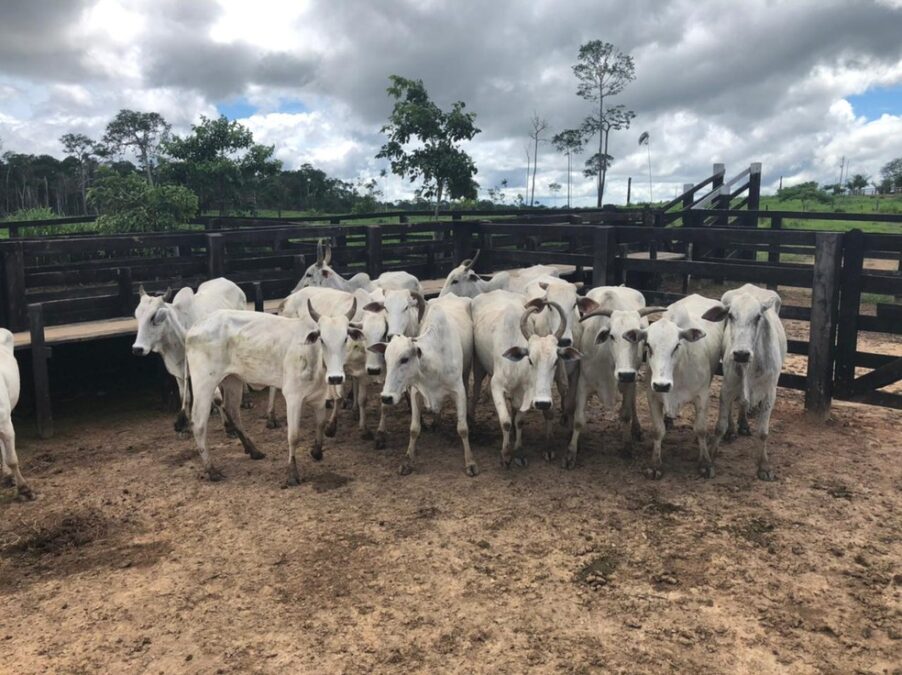 Produtor rural é preso em Acrelândia, com 20 cabeças de gado furtadas de fazenda