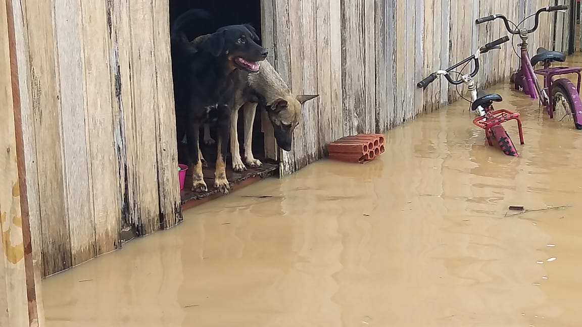 Enchente em Sena: Rio Iaco toma ruas e casas no bairro da Vitória nesta terça (16); Confira imagens exclusivas
