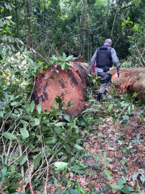 Quatro pessoas são presas ao usar trator para invadir fazenda em Sena Madureira e furtar madeira
