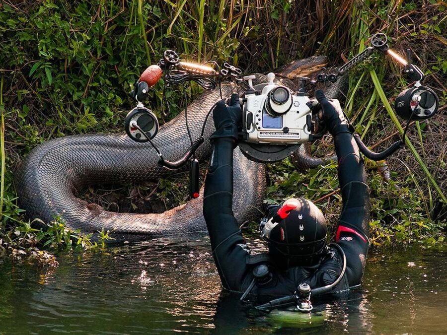 Sucuris gigantes são flagradas em expedições de fotógrafos subaquáticos por rios de MS