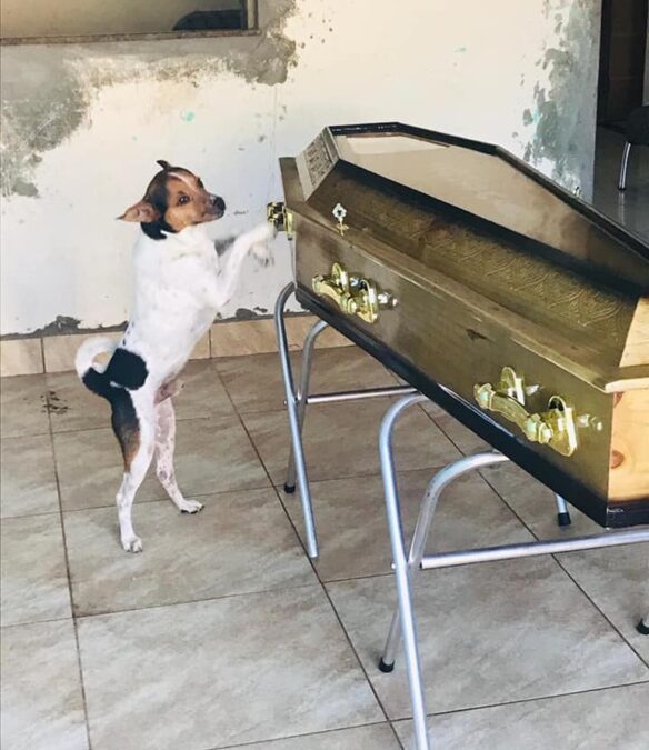 Cachorro chora e acompanha velório da tutora ao lado do caixão em Camaçari, na Bahia: ‘Ela o tinha como um filho’