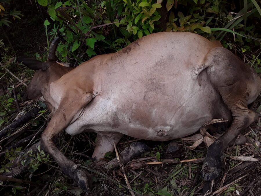 Animais morrem envenenados em comunidade do Rio Purus