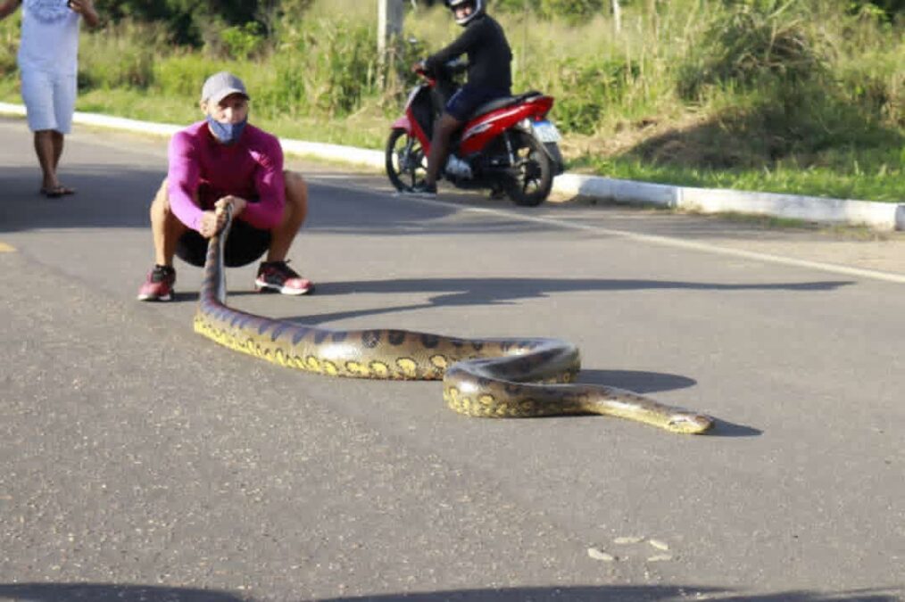 Sucuri de quase 4 metros é flagrada atravessando estrada de Cruzeiro do Sul