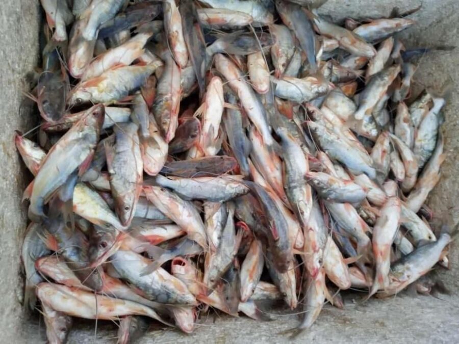 Duas toneladas de mandim chegam a Sena Madureira; quilo do pescado é vendido a R$ 20
