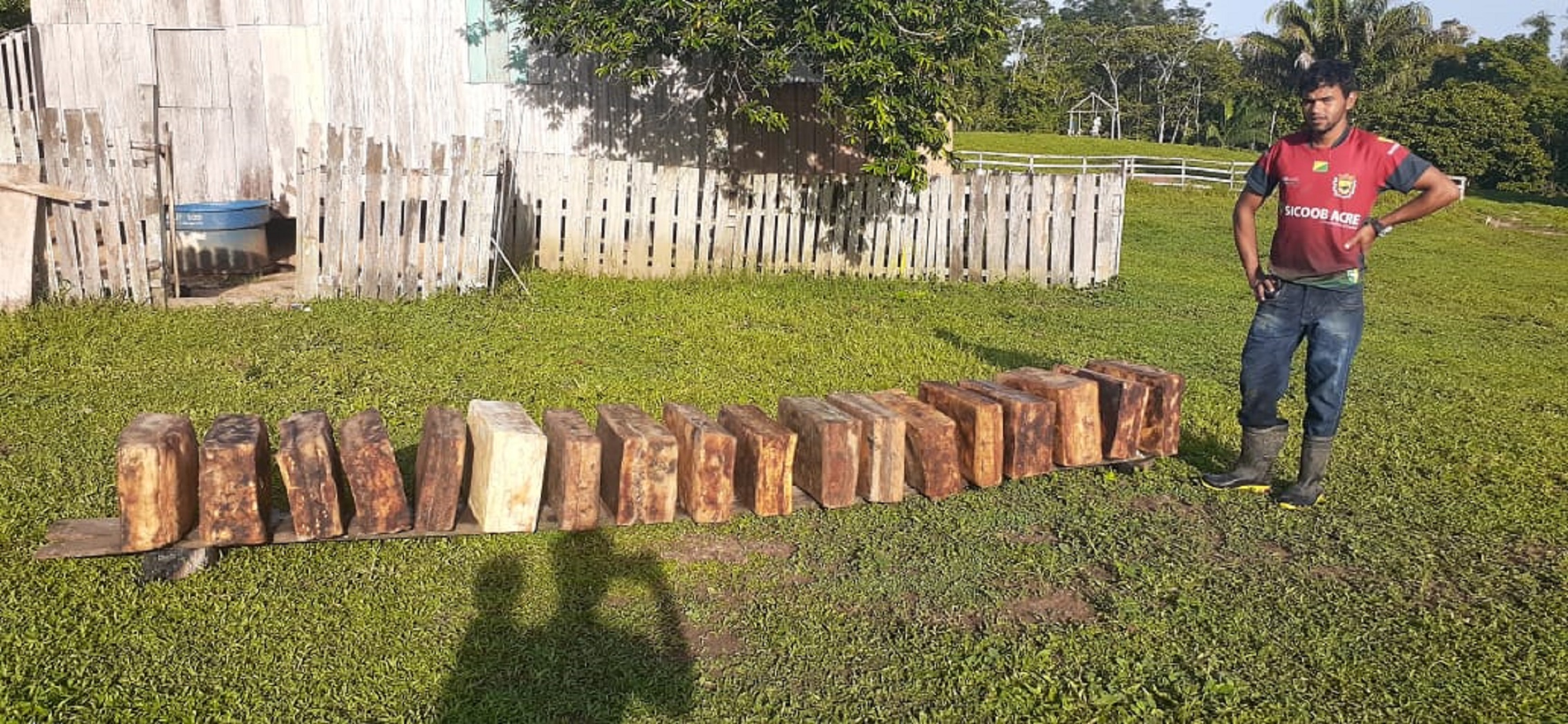 Extrativismo: Preço do quilo da borracha salta de 8 para 10 reais em Sena Madureira