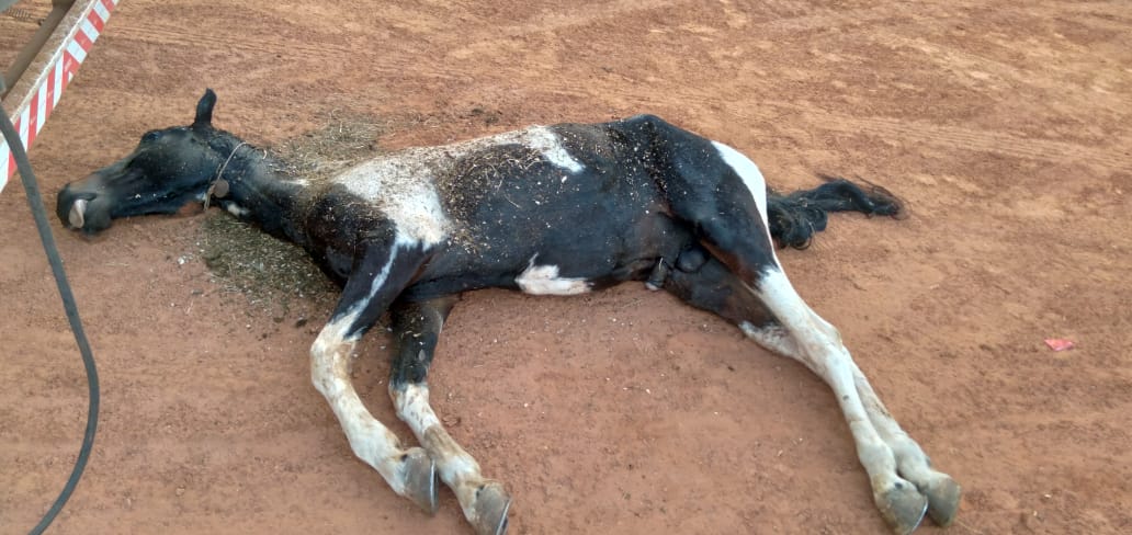 Cavalo de R$ 40 mil morre e pecuarista culpa excesso de burocracia na fiscalização sanitária