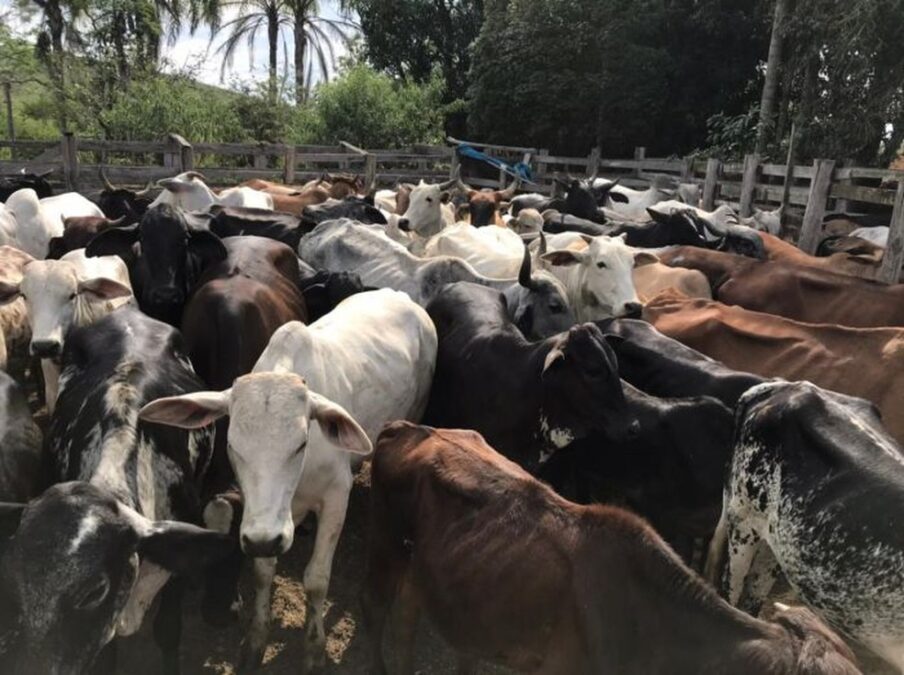 Homem tenta roubar 19 cabeças de gado na zona rural de Sena Madureira e se dá mal; veja