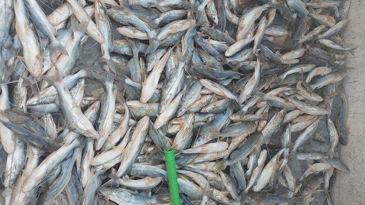 500 quilos de mandi são trazidos de Boca do Acre para o mercado de Sena