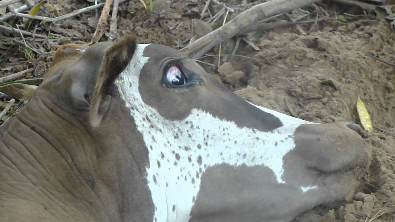 Em Marechal Thaumaturgo, doença misteriosa está matando bovinos; Morador denuncia omissão do prefeito e vereadores