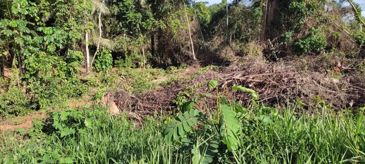 Em Sena, moradores do ramal Xiburema denunciam desmatamento ilegal as margens do Igarapé Fazenda