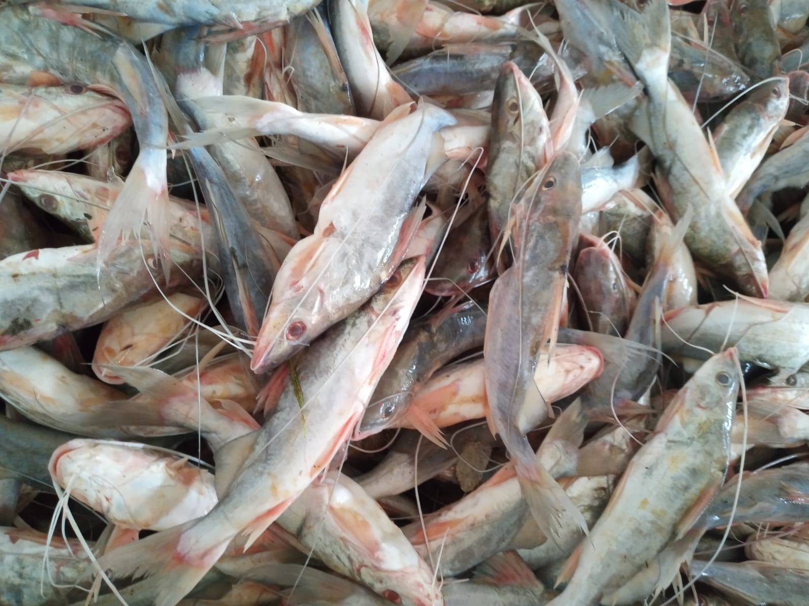 Mercado do peixe em Sena Madureira é abastecido com 300 quilos de mandi
