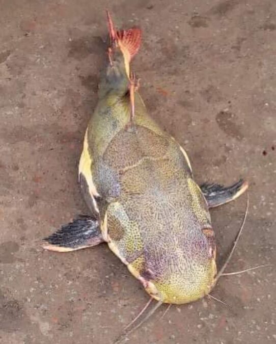 Pescadores fisgam peixe gigante no Igarapé São Francisco, em Rio Branco