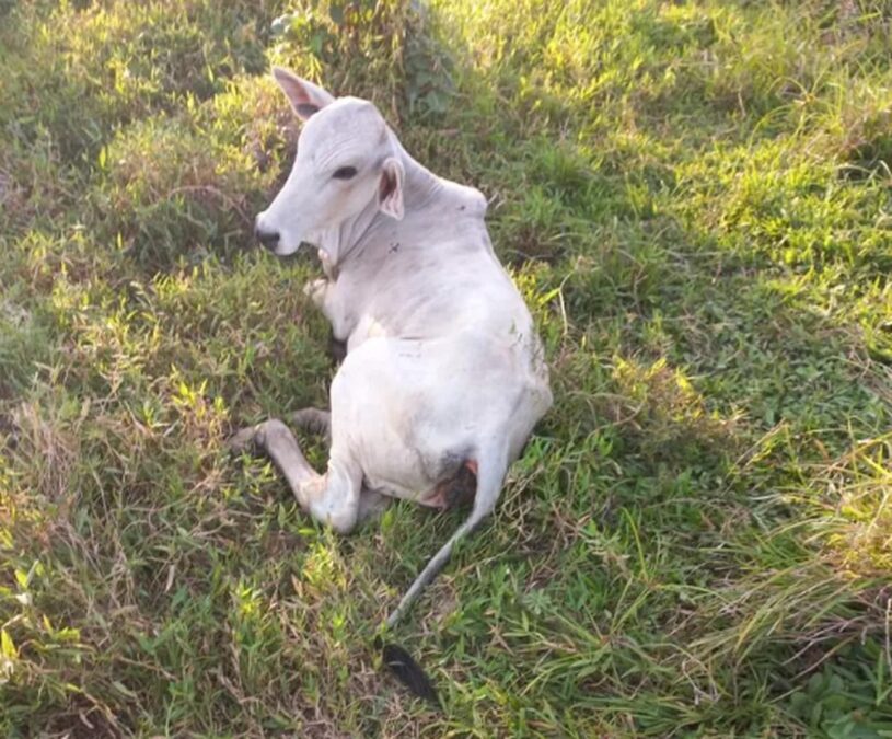 Segundo o idaf, a raiva em bovinos em Sena é transmitida pela mordida do morcego