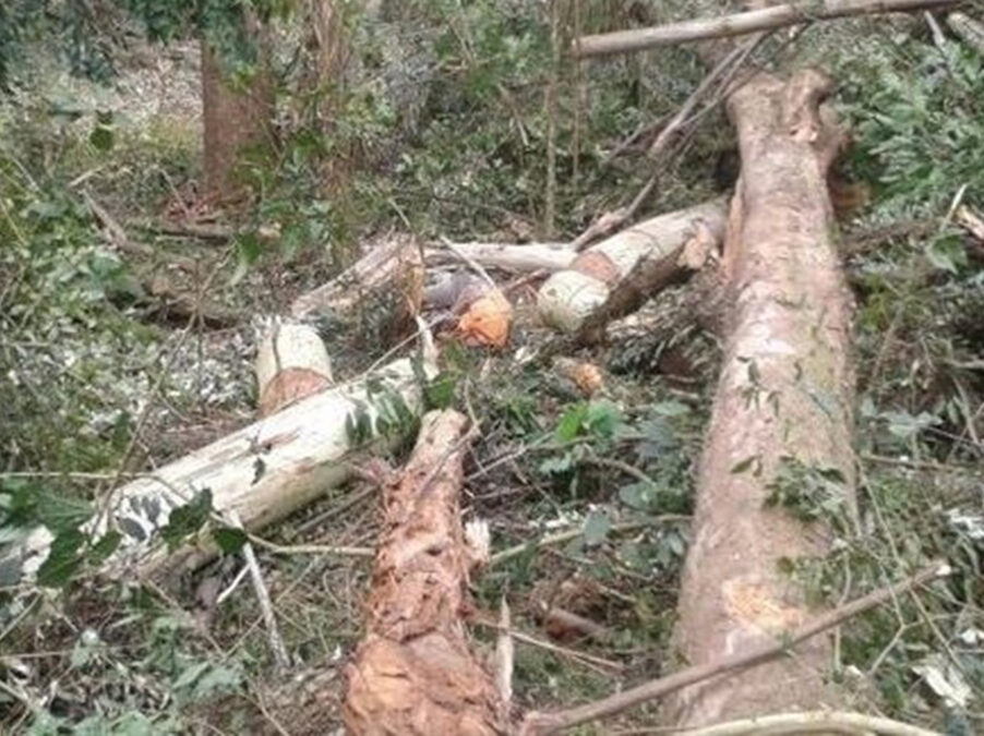 Em Sena, Morador do Rio Iaco morre em acidente de derrubada