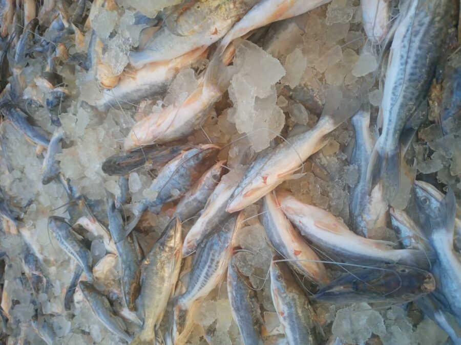 Sena Madureira recebe mais 200 quilos de mandi de Cruzeiro do Sul