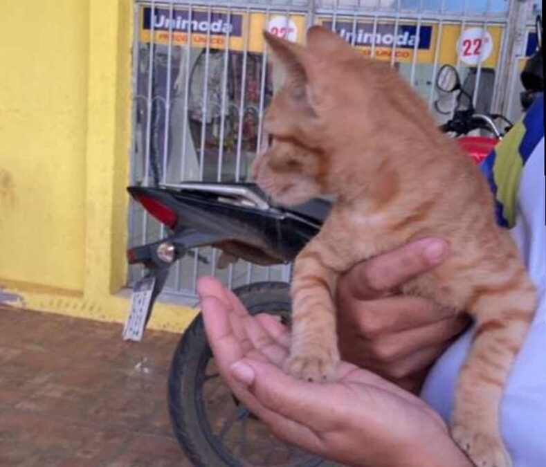 Gatinho de Sena que havia desaparecido e ficou famoso nas redes sociais é encontrado e entregue aos donos