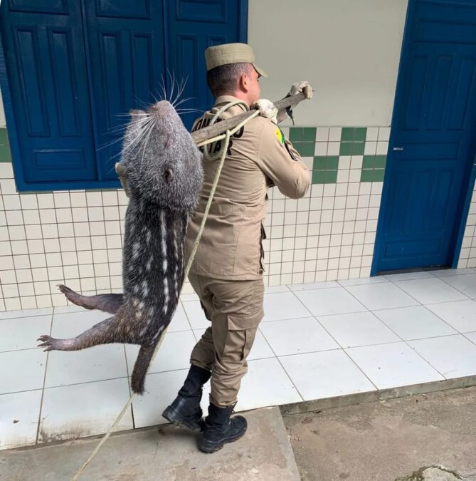 VÍDEO: Paca de grande porte é resgatada pelo Corpo de Bombeiros em escola de Sena
