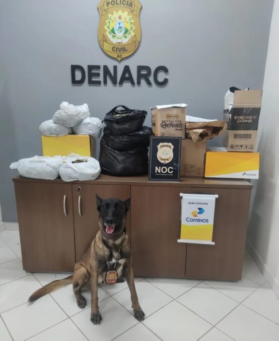 Cadela farejadora acha 10 kg de folhas de coca e maconha em encomendas nos Correios do Acre