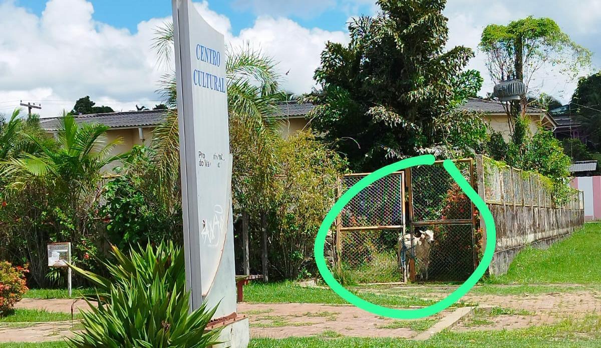 Centro Cultural de Sena Madureira vira curral, ironizam moradores após foto de boi circulando no espaço abandonado