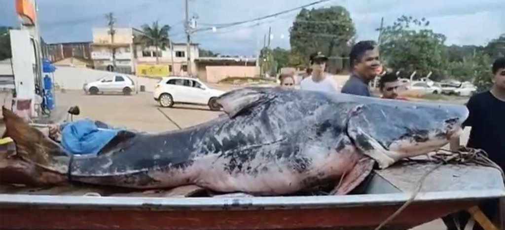 Pescadores brasileiros capturam impressionante piraíba de 2,5 metros na Bolívia
