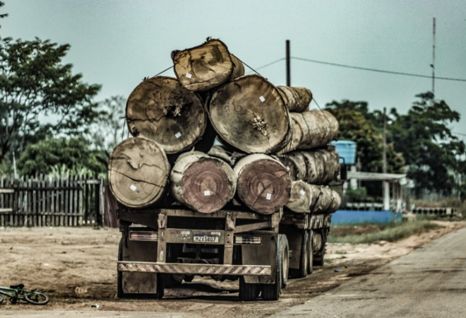 São mais de 1 milhão de árvores derrubadas/Foto: Juan Diaz/ContilNet