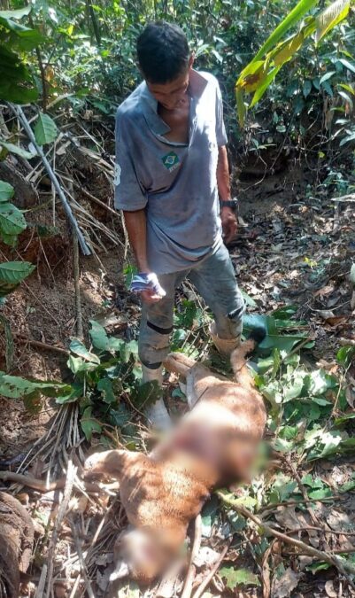 Homem diz ter sido atacado por onça e mata animal próximo ao quintal de casa