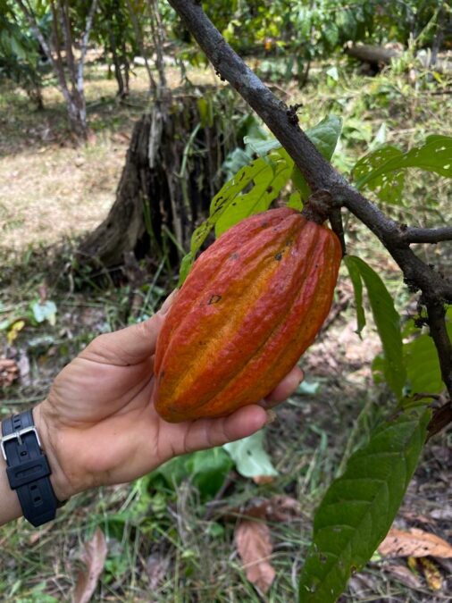 SOS Amazônia apresenta Relatório de Atividades de 2022 com destaque nas ações de restauração florestal