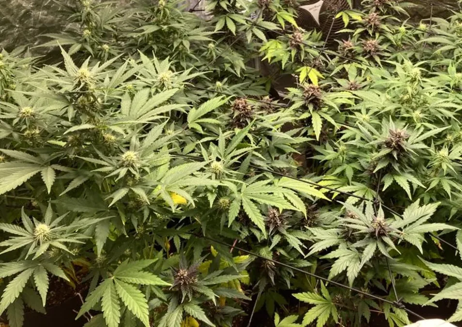 Maconha: veja países que derrubaram restrições e o que o cenário indica como possível tendência para o Brasil