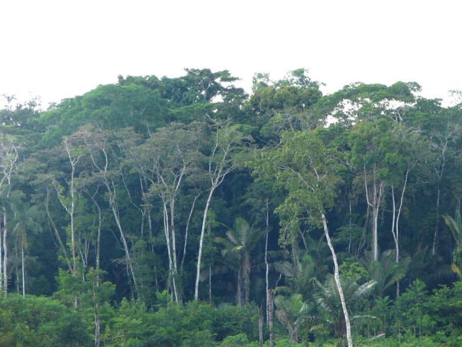Acre registra redução significativa nos alertas de desmatamento e focos de queimadas
