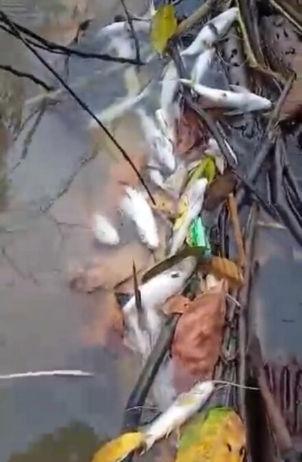 Registro preocupante de morte de peixes no Rio Amônia, Acre