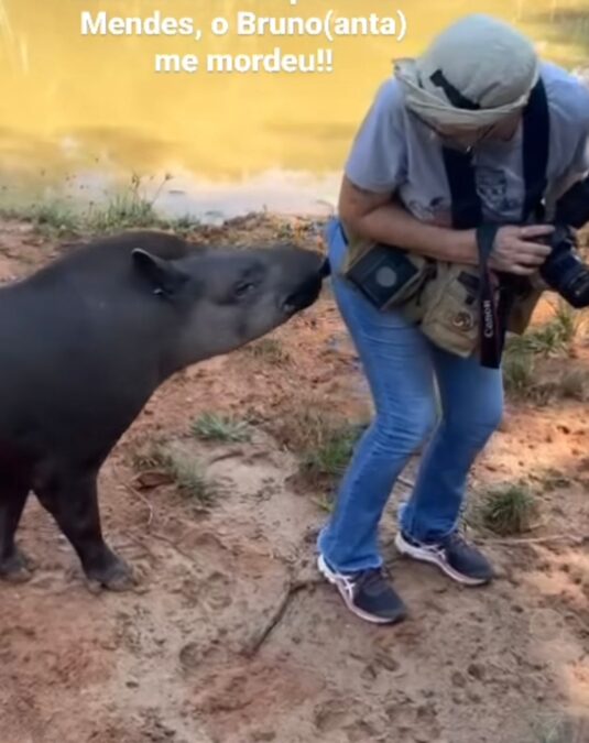 Fotógrafa é surpreendida por mordida de anta em zoológico no Acre