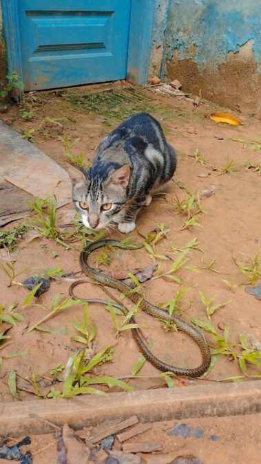 Vídeo: Gato de estimação surpreende dono ao capturar e matar cobra em Sena Madureira