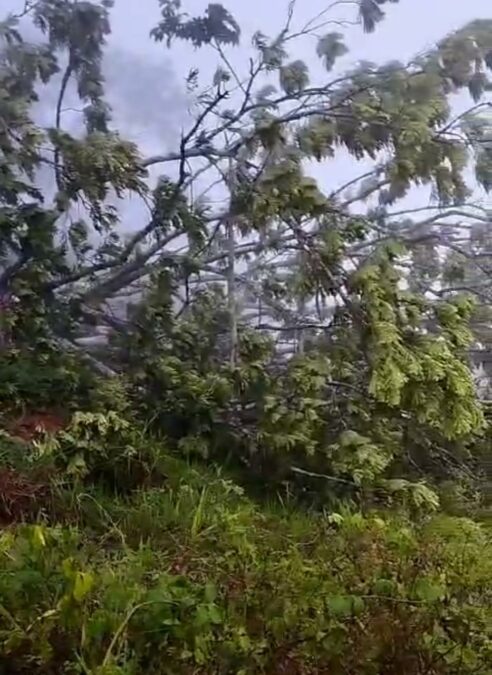 BR-364 interditada devido a queda de árvore entre Sena Madureira e Rio Branco