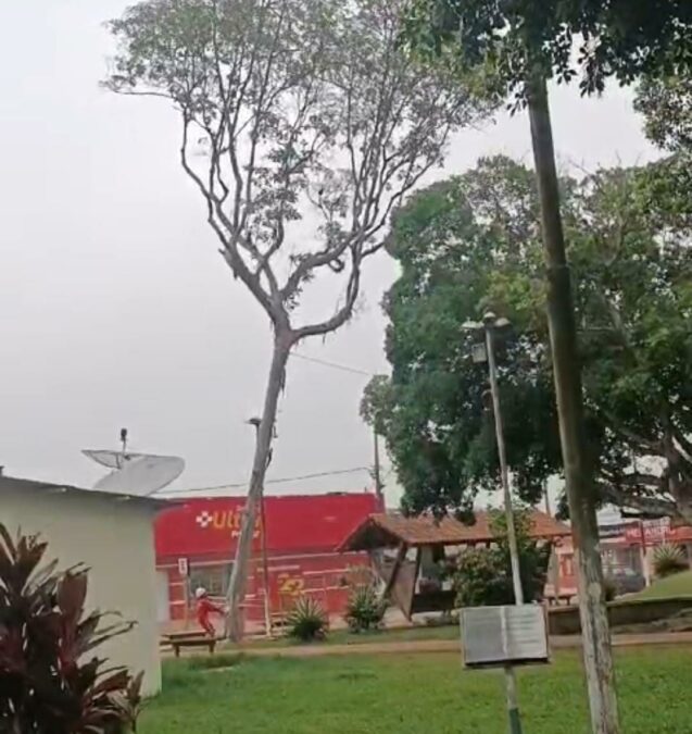 Bombeiros removem árvore de mulateiro em praça 25 de setembro em Sena Madureira