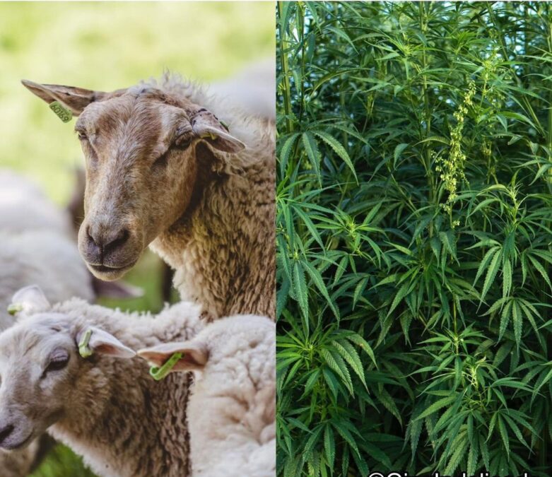 Lançamento da nova ‘Lã Verde’: Ovelhas fazem degustação inusitada na fazenda!