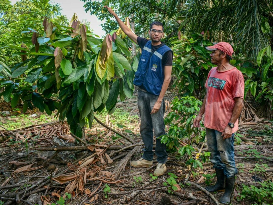 Instituto de Defesa Agropecuária e Florestal promove caravana educativa contra a monilíase em Sena Madureira