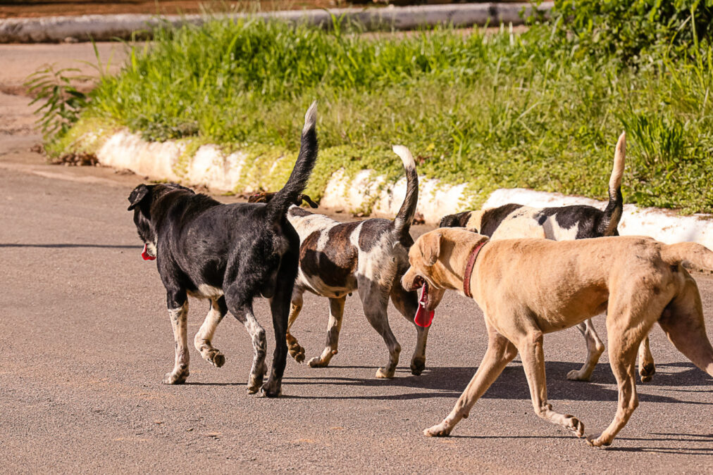 Ataques de cães soltos nas ruas de Sena Madureira deixam moradores em perigo