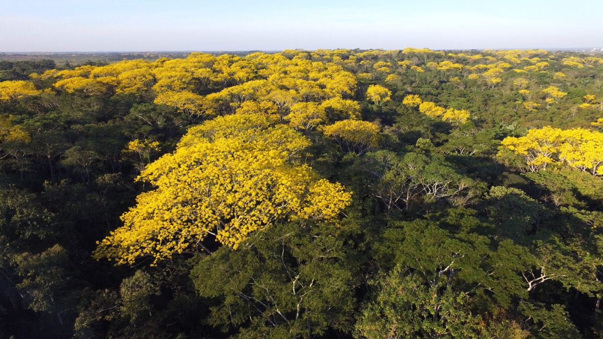 Dados revelam perda de florestas no Brasil e impacto nos biomas