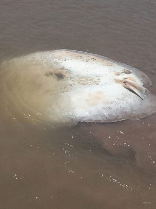 Crise ambiental afeta os peixes em Manoel Urbano, Acre