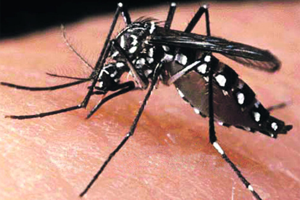 Casos de Dengue aumentam em Sena Madureira e Saúde diz que situação preocupa