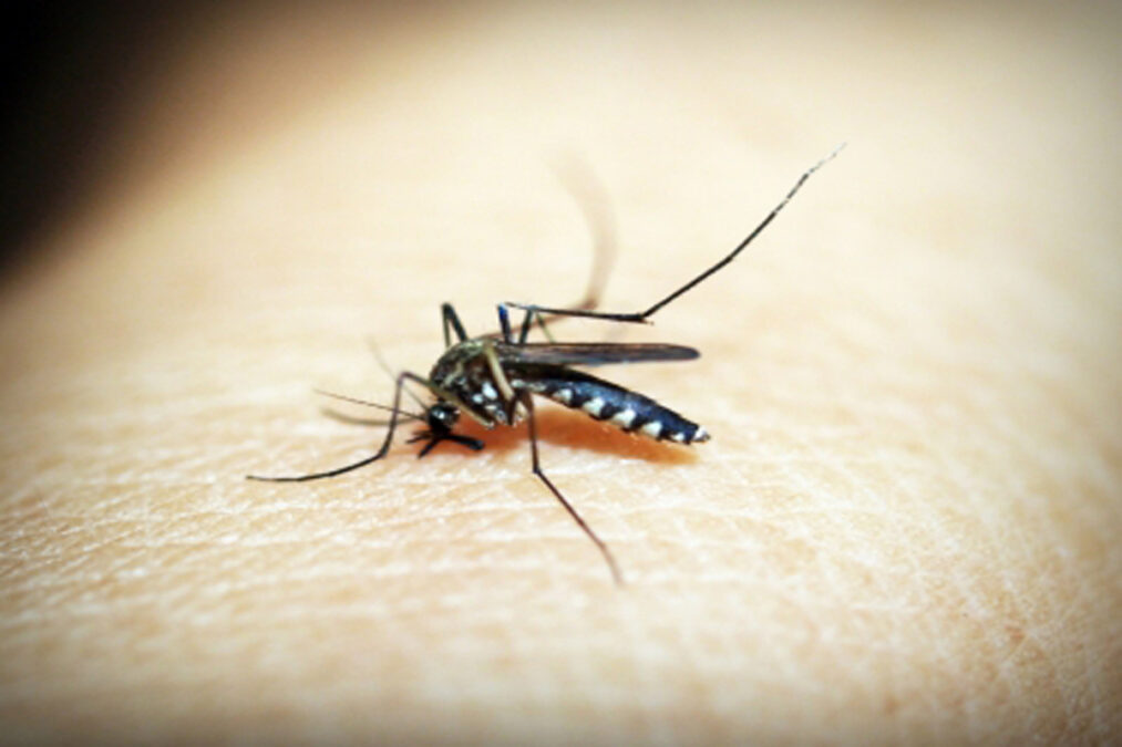 Dengue: A ameaça crescente no sul dos EUA, sul da Europa e partes da África