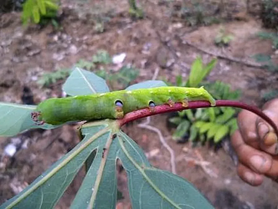 Cruzeiro do Sul declara emergência devido à infestação da lagarta mandarová nas plantações de mandioca