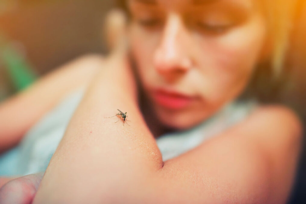 Ministério da saúde intensifica combate à dengue: queda de 97% nos casos notificados reflete eficiência das medidas adotadas