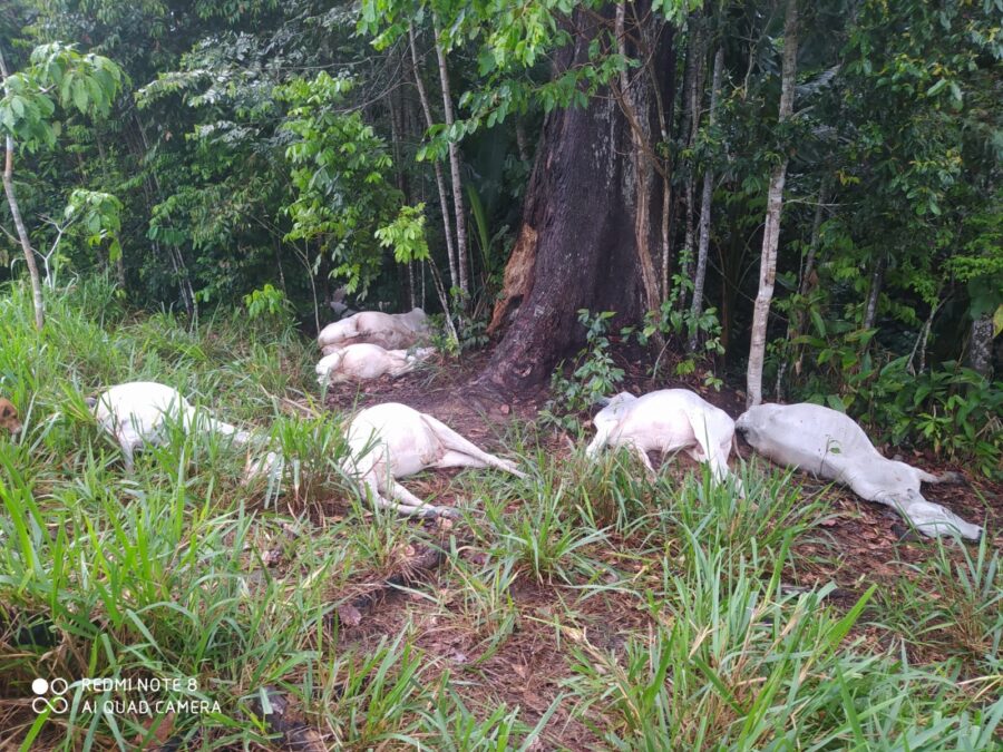 Durante temporal, raio atinge e mata gado no ramal do Toco Preto em Sena Madureira e causa prejuízos