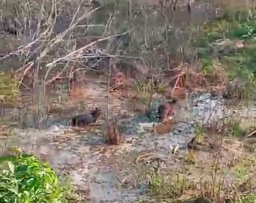Vídeo: Capivaras surpreendem ao circular próximo ao centro de Sena Madureira